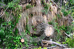 Stump on the grass background