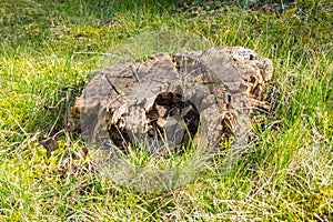 Stump on green grass in the garden. Old tree stump in the park. Early spring