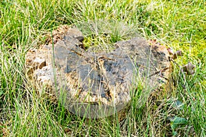 Stump on green grass in the garden. Old tree stump in the park. Early spring