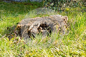 Stump on green grass in the garden. Old tree stump in the park. Early spring