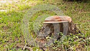 Stump on green grass in the garden. Old tree stump photo