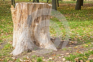 Stump on green grass in the park or forest. Old tree stump in the park