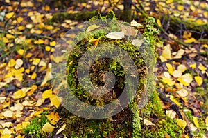 Stump with green moss and autumn leaves in woods