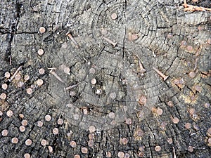 Stump with habitat rusty nails, background concept, textures