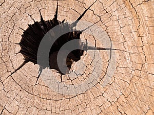 Stump hole