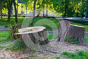 A stump from a huge tree in the park, cutting down trees in the summer