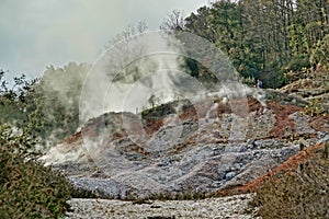 stump , image taken in Follonica, grosseto, tuscany, italy , larderello desert