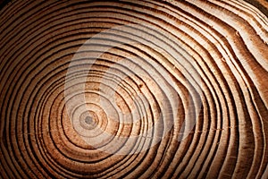 Stump of larch tree felled - section of the trunk with annual rings. Slice larch wood. Wood texture on a tree cut