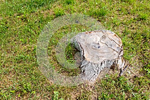 The stump of a large and old tree.