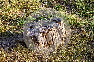 Stump on the lawn. Sawed tree. Tree root.