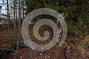 A stump left over from an old broken birch