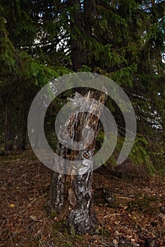 A stump left over from an old broken birch