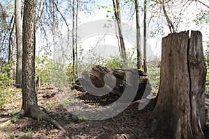 The Stump of a Maple Tree