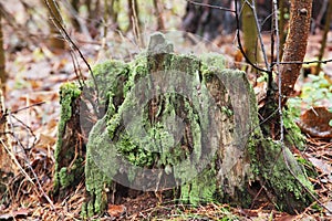 Stump with moss