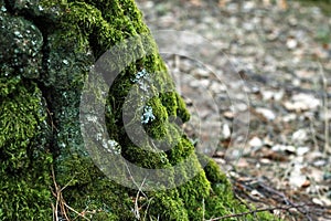 Stump moss foliage