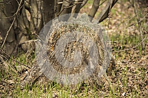 Stump with moss in the forest