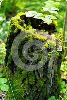 Stump moss in the forest on a tree