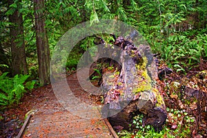 Stump and mossy tree trunks in Holland Creek trail, Vancouver Is