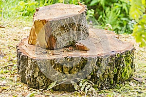 Stump of a newly sawed tree