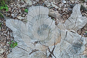 Stump of oak