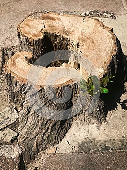 Stump of oak tree felled with bark and green sprout on the asphalt.