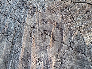 Stump of oak tree felled - section of the trunk with annual rings. Slice wood of old tree