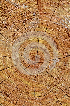 stump of oak tree felled trunk with annual rings