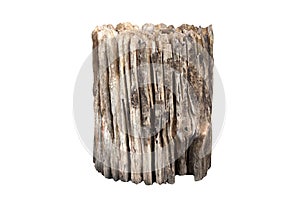 Stump, Old logs, Wood decay on isolated white background Selective Focus