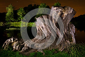 Stump of the old oak at night