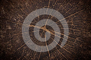 Stump of old oak tree felled