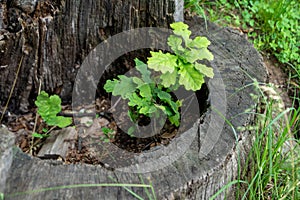 In the stump of an old oak tree a young oak sprout youth under the protection of old age