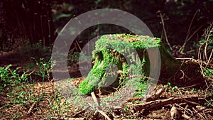 Stump of an old tree covered with moss, stands in the forest in the rays of the sun on a fine autumn day