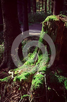 Stump of an old tree covered with moss, stands in the forest in the rays of the sun on a fine autumn day