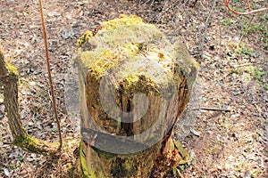 Stump overgrown with moss