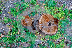 Stump