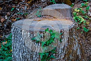 Stump with ivy