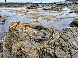 Stump of petrified wood at the geological reserve of the Curio Bay on the South Island of New Zealand