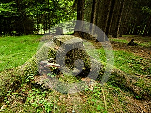 Stump with polypore in the forest