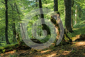 Stump in the primaeval forest