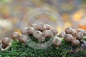 Stump puffball, Lycoperdon pyriforme photo