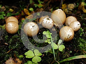 Stump puffball, Lycoperdon pyriforme, group of pear-shaped mushrooms. Autumn in the northern forest.