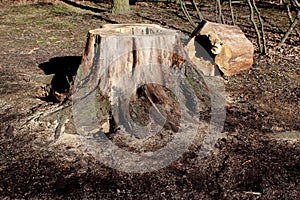 Stump after a recently cut tree, fresh cut