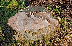 Only the stump remains of the big tree photo