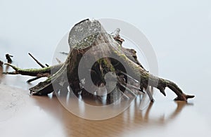 Stump and root of dead tree in river at the beach in the blur