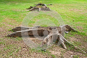 Stump roots, dead of tree