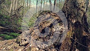 Stump roots in the spring in the forest. Green young leaves have blossomed. Trees after winter.