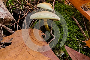 Stump-rotting fungus; it also occurs on standing dead wood.