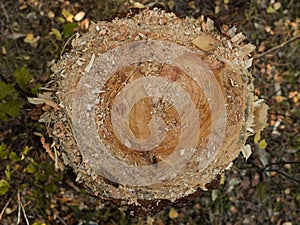 A stump. Sawed down a tree. Annual rings.