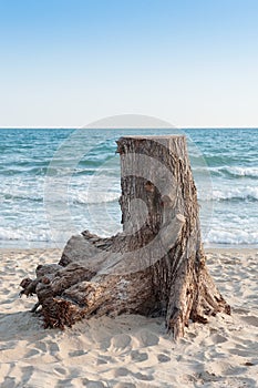 Stump with sea background.