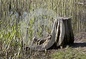 Stump on the shore - RAW format